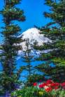 Colorful flowers, Mount Rainier, Crystal Mountain lookout, Pierce County, Washington State, Usa. Art Print